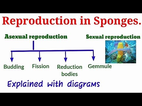 Reproduction in Sponges-Porifera with notes