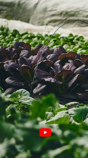 Market Gardener Institute on Instagram: "Small changes can create big shifts in farm income. Not by growing more, but by offering more value.⁠ ⁠ Something as simple as selling a fresh, clean, ready-to-eat bag of salad can completely change how customers perceive (and pay for) your produce.⁠ ⁠ ⁠ In our latest YouTube episode, @jeanmartinfortier breaks down 5 practical ways growers can increase profitability, from elevating quality and freshness to making smarter market-day decisions.⁠ ⁠ 🎥 Watch 