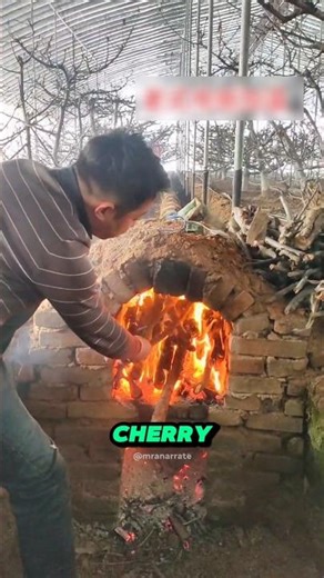 Why Farmers Light Fires in Their Cherry Greenhouses — China