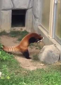 Red panda v.s. A rock