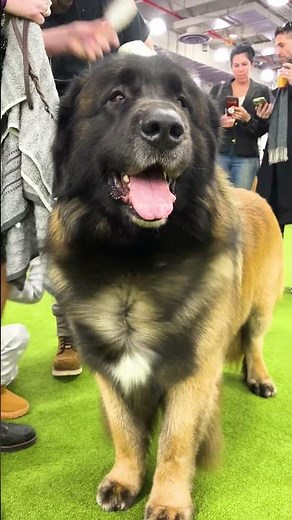 Leonbergers: gentle giants with a heart of gold
