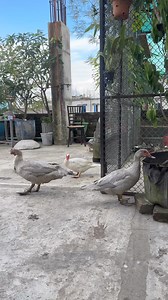 silver muscovy duck in bangladesh | Jongli Ornof