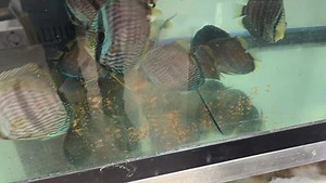 Training them to eat everything. Beef heart. Wilds. Need I say more. | Jack Wattley Discus