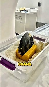 How Animals Are CT Scanned