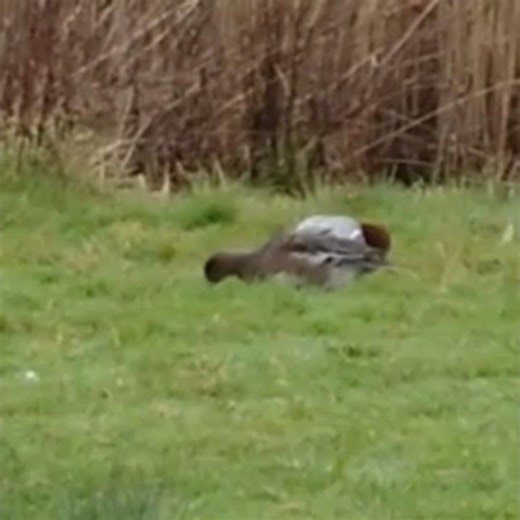 Eurasian Wigeon Couple #Wigeon #Ducks #Shorts