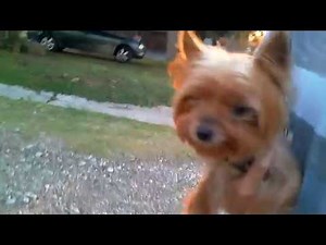 Yorkie is attacked by an owl