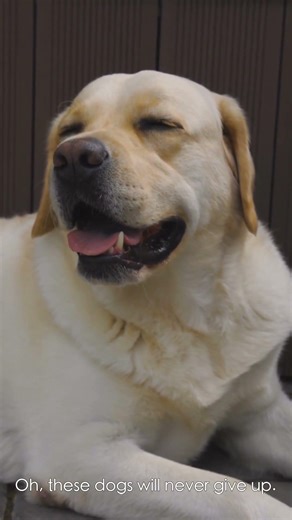 Funny Dogs Failing & Being Clumsy 🐶😂