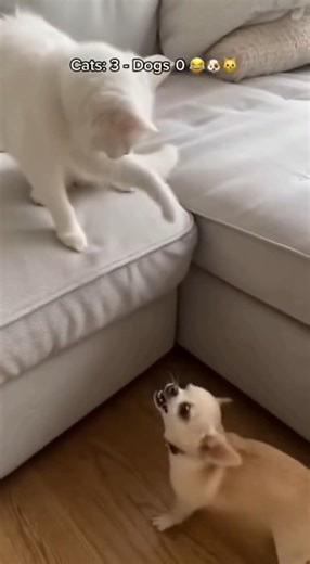 10K views · 181 reactions | Dog barking angrily at a calm cat... until the cat snaps back!  Who else thinks cats secretly run the world?  These dogs learned their lesson the hard way!  Watch till the end — Scene 3 is priceless! #FunnyPets #CatVsDog #AnimalComedy #CuteAnimals #ViralPets #PetTok #DogAndCat #FunnyVideo #4KVideo #HomePets #ViralReel #FurryFriends #LOL #AnimalLovers #EpicMoment | Top Dog Daily | Facebook