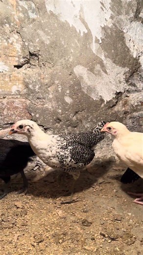 ///mini/chicken/farm///……..? Day 02//….! #mini #beautyproducts #pakistan #trending !!!!!!