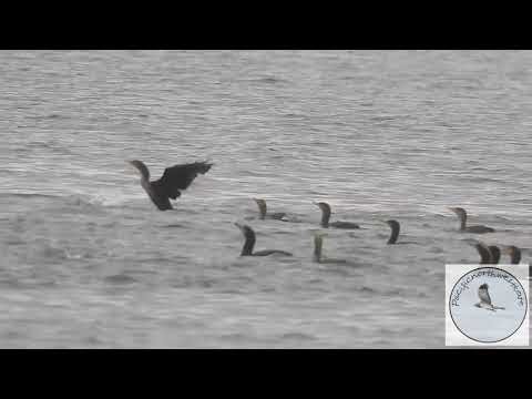 Hundreds of Cormorants today....where are they all going?