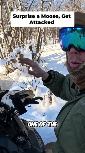 Moose are super dangerous in Alaska! They hate deep snow & will attack if you surprise them on a snowmobile trail. #Alaska #Moose #Snowmobile #Winter #OutdoorBoys