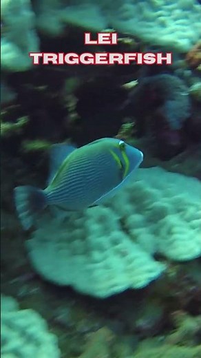 What Makes the Lei Triggerfish So Cool?