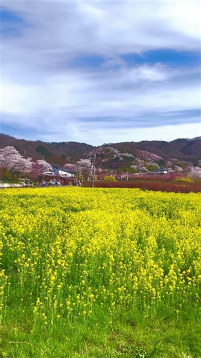Best place to explore sakura in fukushima Ken Hanamiyama Park l #zenonroute #sakura #japan
