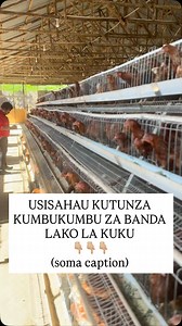 Utunzaji wa Kumbukumbu kwa Ajili ya Faida ❌ Kama hujui takwimu zako, kuna uwezekano mkubwa unapoteza pesa. ❌ Wakulima wengi hufanya kazi kwa bidii lakini hawawezi kujua kama wanapata faida au hasara. ❌ Hakuna kumbukumbu = ufugaji wa kubahatisha. Wakulima matajiri zaidi si lazima wawe na mashamba makubwa zaidi. Ni wale wanaofuatilia kila kitu wanachofanya. Kutunza kumbukumbu si kwa ajili ya mashamba makubwa pekee. Ndicho kinachogeuza banda la kuku kuwa biashara. Haya ndiyo mambo unayopaswa kuyaan