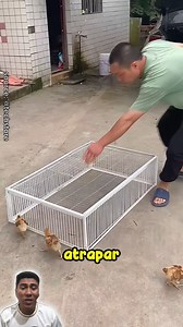 Trampa única: ¡Atrapa gallinas y palomas fácilmente! | Ciro LHM