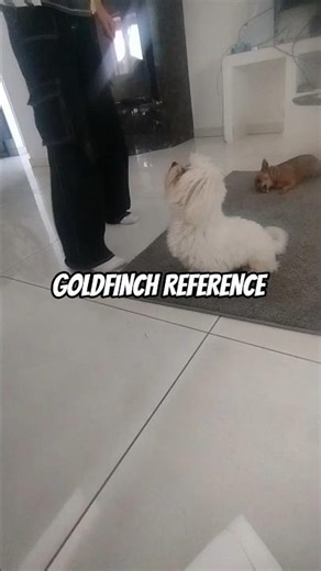 I made a reference from a movie called Goldfinch:3 #goldfinch #refrence #cute #funny #puppy #fyp