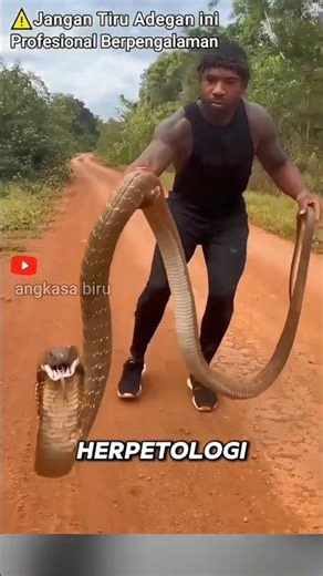 Are Stripes on a King Cobra's Head a Sign It's Male? #animalfacts #kingcobra #shorts