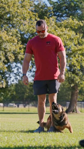 Nick alerting to bad guy with no pulling or having to hold back #scottsk9 #protectiondog #malinois