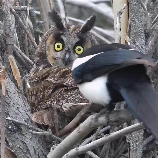 Magpie teases Long Eared Owl! Please help with storyline! | explore.org