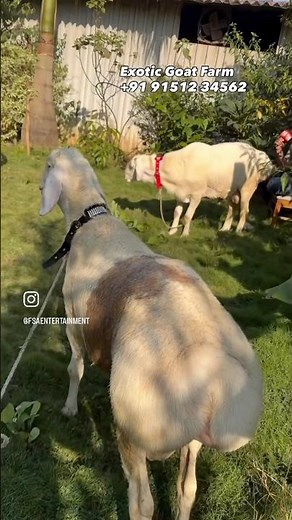 Fat Tail Turkish Sheep at Exotic Goat Farm