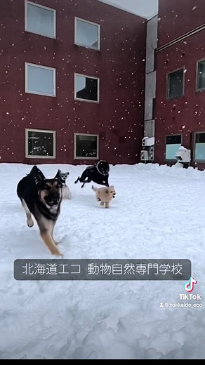 警察犬ハヤテの1日🐾 #動物専門学校生の日常 #動物専門学校の日常 #動物専門学校あるある #専門学校あるある #動物専門学校 #ドッグトレーナー #トリマー #動物看護師 #飼育員 #動物のいる生活 #pr #fyp