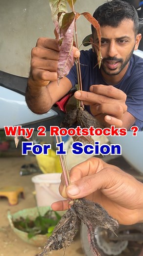 Agri Expert 🌱 | Grafting the single scion to 2 Rootstocks Contact for grafted plants : 9482285197 . . . #agriculture #farming #farm #farmlife #farmer... | Instagram