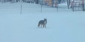 Keep your pets safe from possible coyote attacks