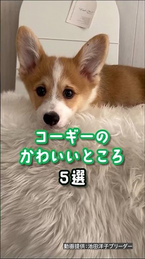 コーギーの魅力全開♡かわいすぎる瞬間5選 #shorts #コーギー