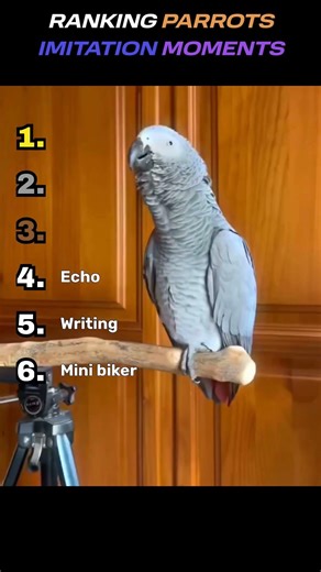 Ranking parrots imitation moments