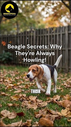 Beagle Secrets Why They're Always Howling!