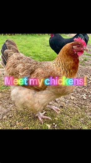 Chickens Have Their Main Character Moment: Meet Janice!