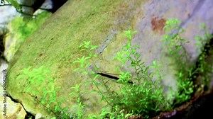 SAE Siamese algae eater. striped fish eat algae in an aquarium on the background of a large stone