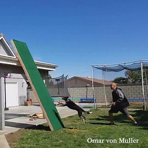 Watch the Target | Omar and Monkey