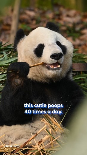 4.7K views · 60 reactions | Eat. Poop. Sleep. Repeat. The panda philosophy. Tag the panda in your gang. #AnimalPlanetIndia #AnimalPlanet #Animals #Pandas #AnimalFacts | Animal Planet India | Facebook
