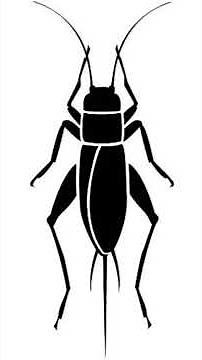 crickets Sounds Effects No Copyright