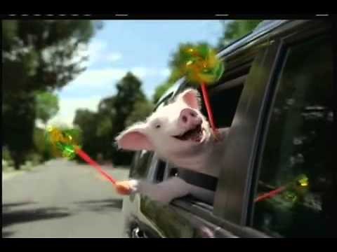 Geico Commercial Three Little Pigs Wee Weee Weeee