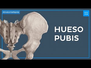 Anatomía del pubis - Anatomía Fácil | Kenhub