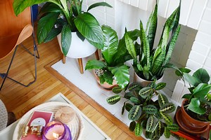 7 Houseplants You Can’t Kill by Overwatering