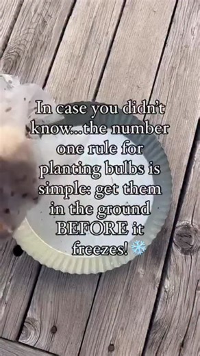 🌷 Are you planting bulbs this year? In case you didn’t know, the number one rule for planting bulbs is simple: get them in the ground before it freezes! ❄️ This is my second year planting bulbs, so if you’re a newbie like me, let’s dive into this together! This fall is all about the daffodils again!🌼 Here’s a quick tip for beginners: aim to plant bulbs about 6-8 weeks before your ground is expected to freeze, so those roots can settle in. But honestly they will probably still do fine if you wa