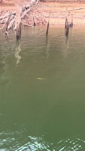 Muskie lures,glide bait #JW Lures