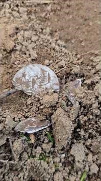 Czy to zwykły pijak I złodziej był?