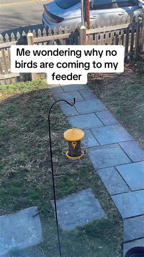 Creating a Bird-Friendly Feeder for Your Backyard