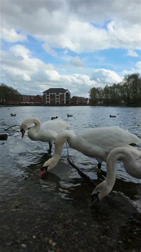 Swans at the lake 🦢