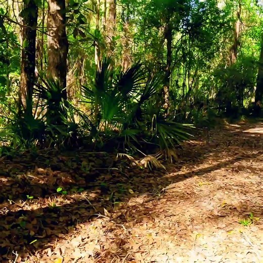 Jennings State Forest 🌿 Longhorn Road Trailhead