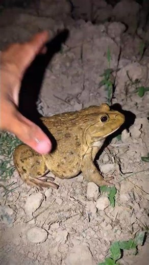 So fun catching Big frog jump | Touch Frog Funny boing boing | Animal Videos Funny