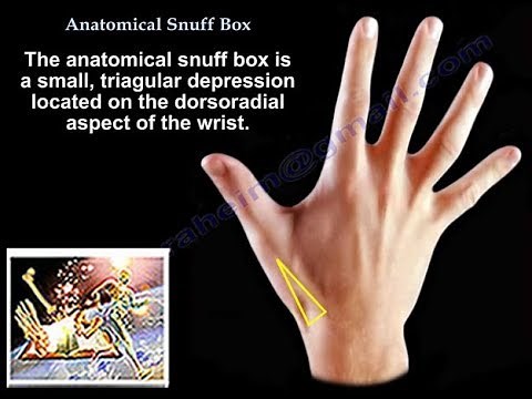 Anatomical Snuff Box - Everything You Need To Know - Dr. Nabil Ebraheim