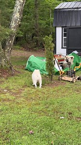 21K views · 2.2K reactions | Look who’s got a shed full of treasures to choose from! She doesn’t know what to do. Oh Augie & Gigi… | Augie Doggy’s Place | Facebook