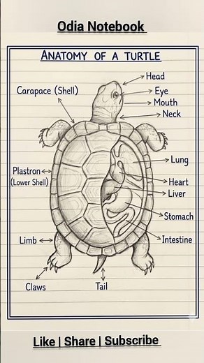 Anatomy of a Turtle #gk #science #education