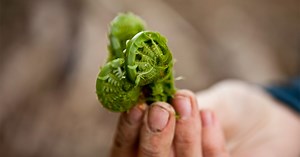 Expert Tips for Foraging Edible Plants in the Wild