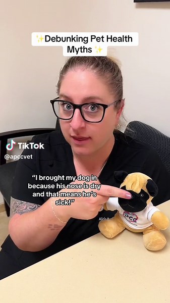 Myth busting: wet noses! Wet noses are totally normal and so are… dry noses. Your dog’s nose gets wet because of a combination of the mucus their nasal glands produce, constantly licking their noses, and sniffing around wet surfaces. There’s a lot of advantages to licking their nose and keeping it wet- for example licking their nose aids in their ability to smell, keeps their nose clean, and keep them cool. BUUUUT. Just because their nose is dry, doesn’t mean they are sick. It could get dry afte